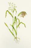 Proso Millet (Panicum Miliaceum), Artwork-Lizzie Harper-Photographic Print