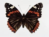 Red Admiral Butterfly-Lizzie Harper-Photographic Print