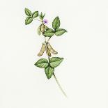 Soybean (Glycine Max)-Lizzie Harper-Premium Photographic Print