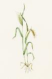 Wild Rice (Zizania Aquatica)-Lizzie Harper-Framed Photographic Print