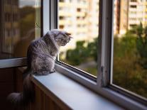Beautiful Grey Cat Sitting on Windowsill and Looking out of a Window-lkoimages-Photographic Print
