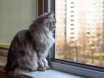 Beautiful Grey Cat Sitting on Windowsill and Looking out of a Window-lkoimages-Photographic Print
