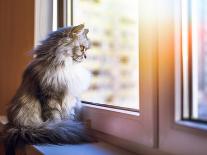 Beautiful Grey Cat Sitting on Windowsill and Looking out of a Window-lkoimages-Photographic Print