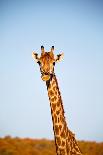 Blur in South Africa  Kruger Wildlife Nature Reserve and Wild Giraffe-lkpro-Framed Photographic Print