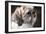 Llahso Apso-Lori Hutchison-Framed Photographic Print