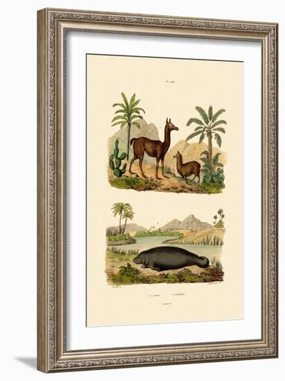 Llama, 1833-39-null-Framed Giclee Print