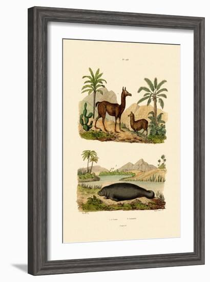 Llama, 1833-39-null-Framed Giclee Print
