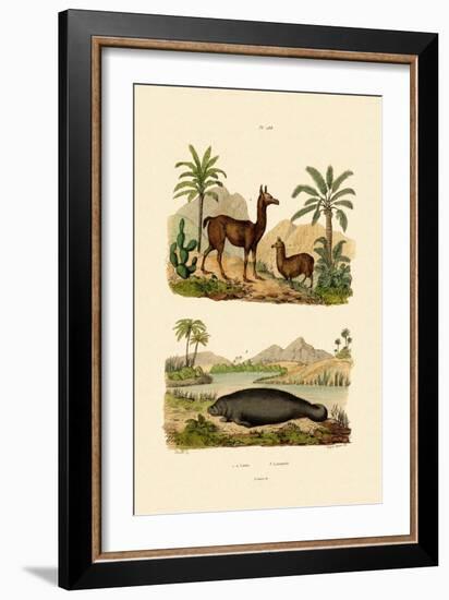 Llama, 1833-39-null-Framed Giclee Print