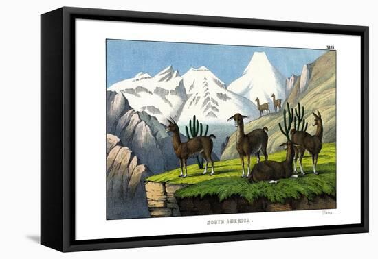 Llama, 1860-null-Framed Premier Image Canvas