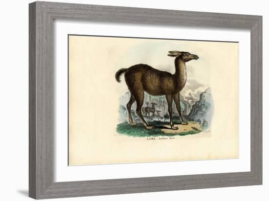 Llama, 1863-79-Raimundo Petraroja-Framed Giclee Print