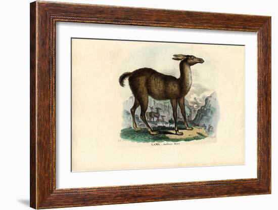 Llama, 1863-79-Raimundo Petraroja-Framed Giclee Print