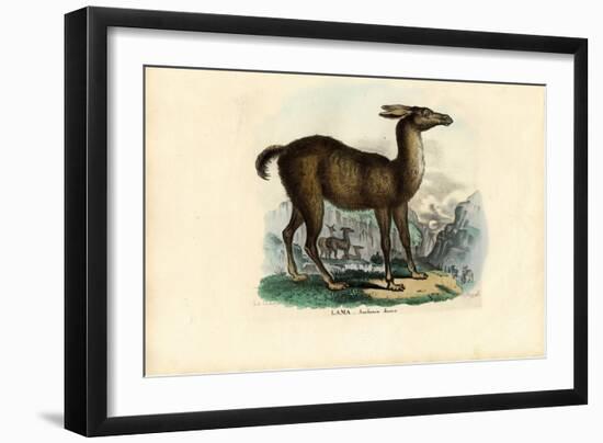 Llama, 1863-79-Raimundo Petraroja-Framed Giclee Print