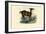 Llama, 1863-79-Raimundo Petraroja-Framed Giclee Print