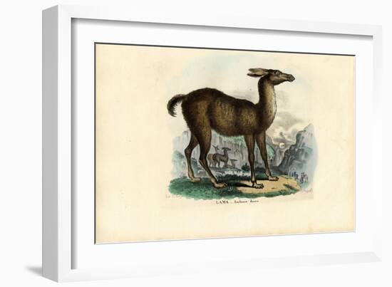 Llama, 1863-79-Raimundo Petraroja-Framed Giclee Print