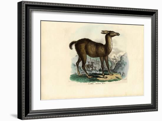 Llama, 1863-79-Raimundo Petraroja-Framed Giclee Print