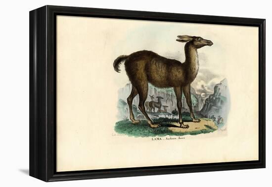 Llama, 1863-79-Raimundo Petraroja-Framed Premier Image Canvas