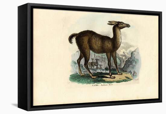 Llama, 1863-79-Raimundo Petraroja-Framed Premier Image Canvas