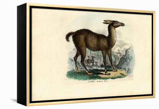 Llama, 1863-79-Raimundo Petraroja-Framed Premier Image Canvas