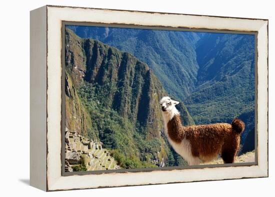 Llama above Macchu Picchu-pamelasproof-Framed Premier Image Canvas