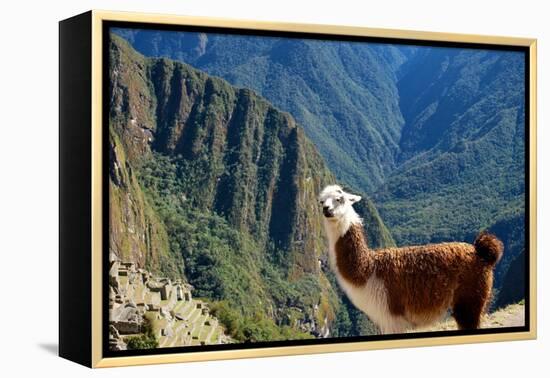 Llama above Macchu Picchu-pamelasproof-Framed Premier Image Canvas