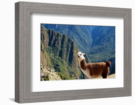 Llama above Macchu Picchu-pamelasproof-Framed Photographic Print