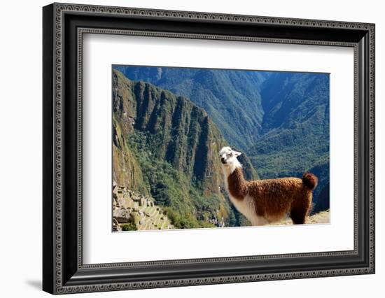 Llama above Macchu Picchu-pamelasproof-Framed Photographic Print