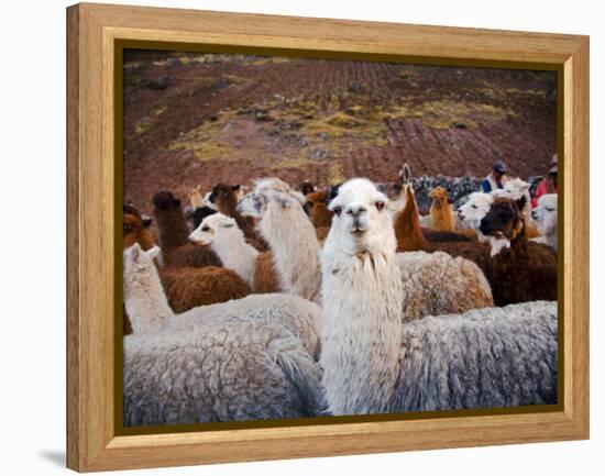 Llama and Alpaca Herd, Lares Valley, Cordillera Urubamba, Peru-Kristin Piljay-Framed Premier Image Canvas