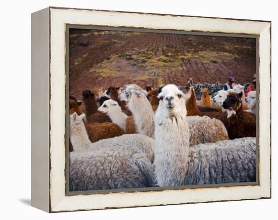 Llama and Alpaca Herd, Lares Valley, Cordillera Urubamba, Peru-Kristin Piljay-Framed Premier Image Canvas