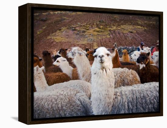 Llama and Alpaca Herd, Lares Valley, Cordillera Urubamba, Peru-Kristin Piljay-Framed Premier Image Canvas