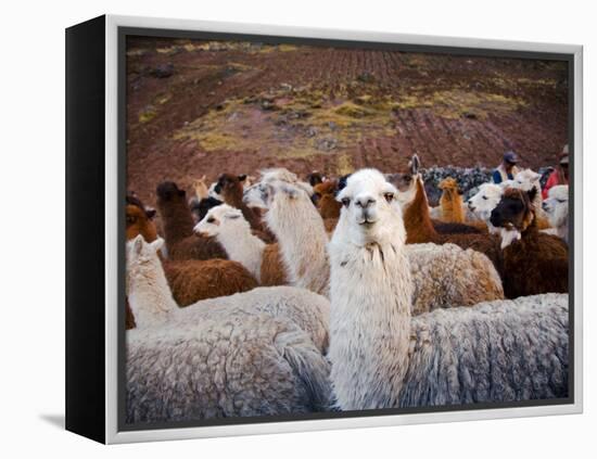 Llama and Alpaca Herd, Lares Valley, Cordillera Urubamba, Peru-Kristin Piljay-Framed Premier Image Canvas