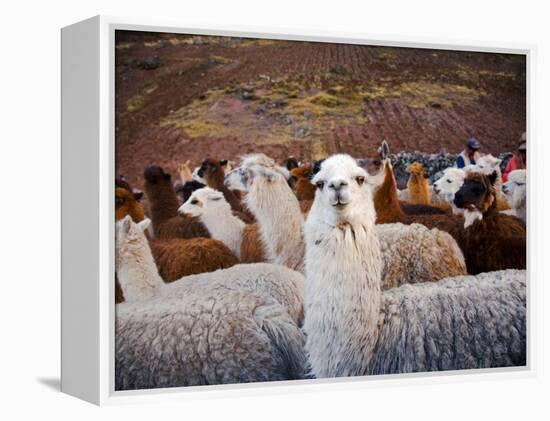 Llama and Alpaca Herd, Lares Valley, Cordillera Urubamba, Peru-Kristin Piljay-Framed Premier Image Canvas