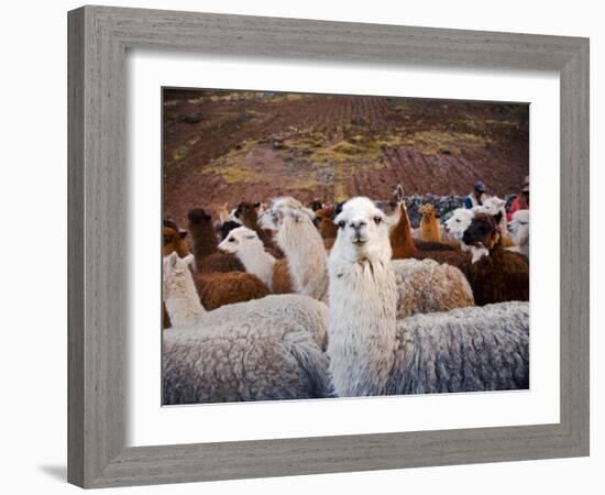 Llama and Alpaca Herd, Lares Valley, Cordillera Urubamba, Peru-Kristin Piljay-Framed Photographic Print