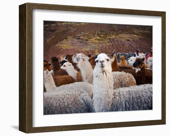 Llama and Alpaca Herd, Lares Valley, Cordillera Urubamba, Peru-Kristin Piljay-Framed Photographic Print