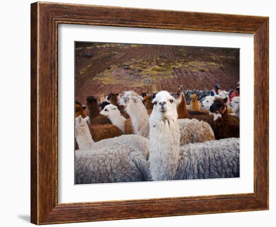 Llama and Alpaca Herd, Lares Valley, Cordillera Urubamba, Peru-Kristin Piljay-Framed Photographic Print