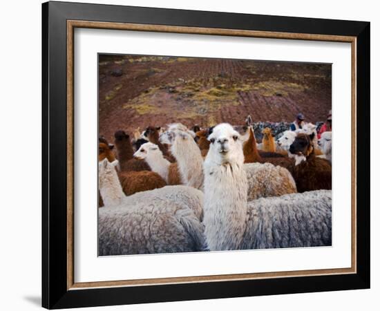 Llama and Alpaca Herd, Lares Valley, Cordillera Urubamba, Peru-Kristin Piljay-Framed Photographic Print