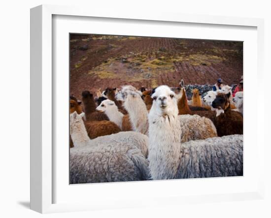 Llama and Alpaca Herd, Lares Valley, Cordillera Urubamba, Peru-Kristin Piljay-Framed Photographic Print
