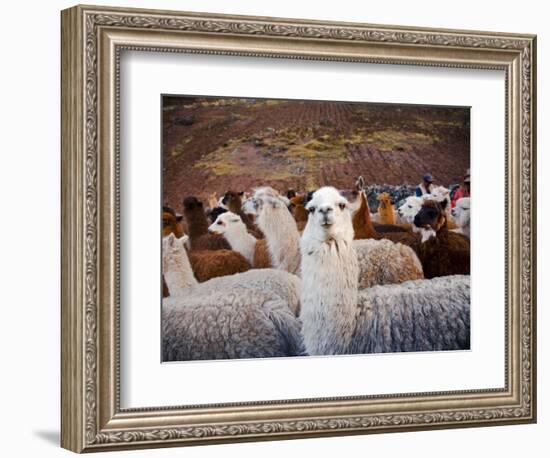 Llama and Alpaca Herd, Lares Valley, Cordillera Urubamba, Peru-Kristin Piljay-Framed Photographic Print