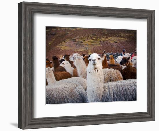 Llama and Alpaca Herd, Lares Valley, Cordillera Urubamba, Peru-Kristin Piljay-Framed Photographic Print