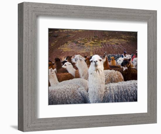 Llama and Alpaca Herd, Lares Valley, Cordillera Urubamba, Peru-Kristin Piljay-Framed Photographic Print