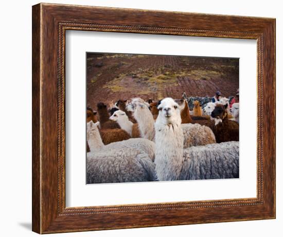 Llama and Alpaca Herd, Lares Valley, Cordillera Urubamba, Peru-Kristin Piljay-Framed Photographic Print