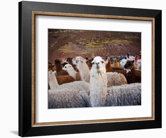 Llama and Alpaca Herd, Lares Valley, Cordillera Urubamba, Peru-Kristin Piljay-Framed Photographic Print