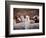 Llama and Alpaca Herd, Lares Valley, Cordillera Urubamba, Peru-Kristin Piljay-Framed Photographic Print