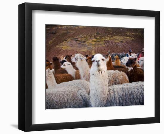 Llama and Alpaca Herd, Lares Valley, Cordillera Urubamba, Peru-Kristin Piljay-Framed Photographic Print