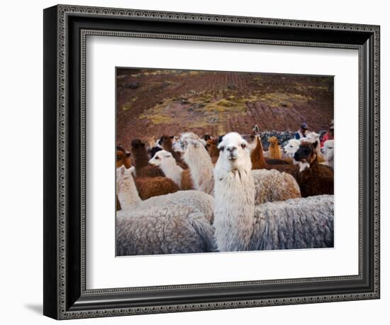 Llama and Alpaca Herd, Lares Valley, Cordillera Urubamba, Peru-Kristin Piljay-Framed Photographic Print