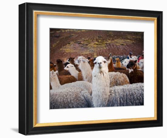 Llama and Alpaca Herd, Lares Valley, Cordillera Urubamba, Peru-Kristin Piljay-Framed Photographic Print