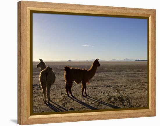 Llama and Alpaca on Salt Flats, Salar de Uyuni, Southwest Highlands, Bolivia, South America-Simon Montgomery-Framed Premier Image Canvas