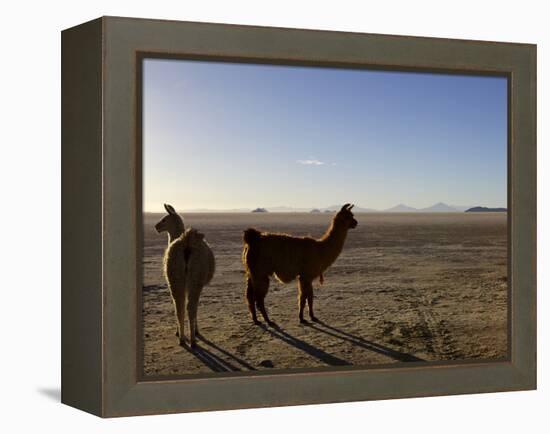 Llama and Alpaca on Salt Flats, Salar de Uyuni, Southwest Highlands, Bolivia, South America-Simon Montgomery-Framed Premier Image Canvas