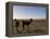 Llama and Alpaca on Salt Flats, Salar de Uyuni, Southwest Highlands, Bolivia, South America-Simon Montgomery-Framed Premier Image Canvas