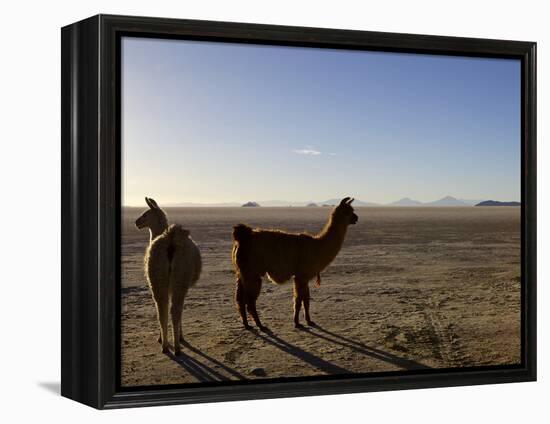 Llama and Alpaca on Salt Flats, Salar de Uyuni, Southwest Highlands, Bolivia, South America-Simon Montgomery-Framed Premier Image Canvas