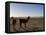 Llama and Alpaca on Salt Flats, Salar de Uyuni, Southwest Highlands, Bolivia, South America-Simon Montgomery-Framed Premier Image Canvas